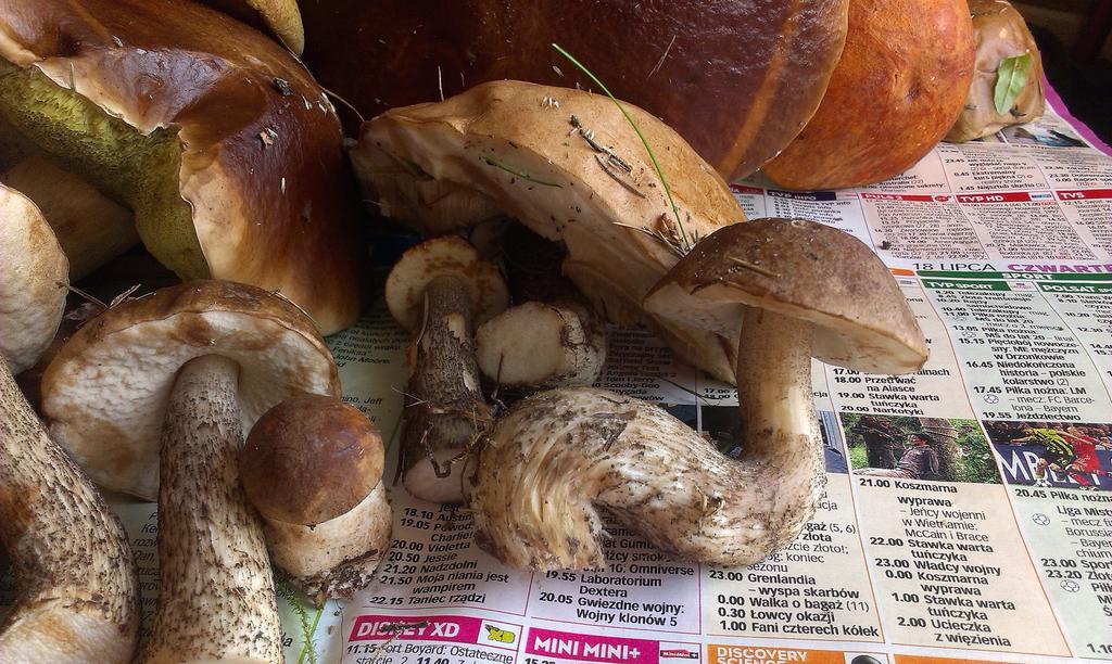 Agro-Tur Domki W Szuwarach Kuty 외부 사진