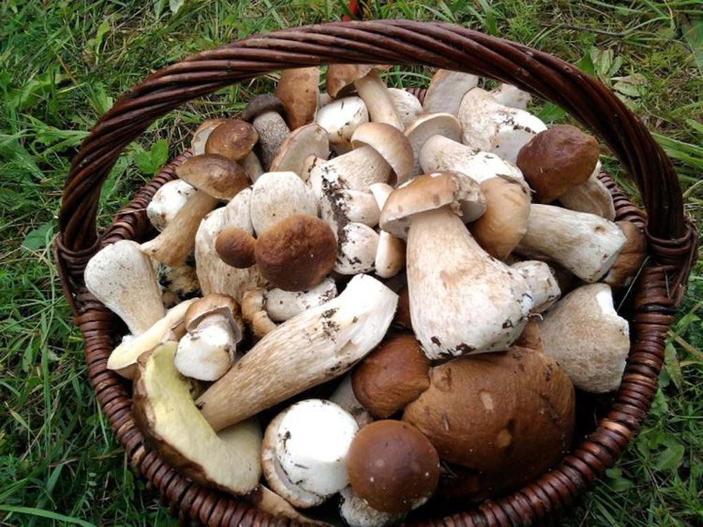Agro-Tur Domki W Szuwarach Kuty 외부 사진